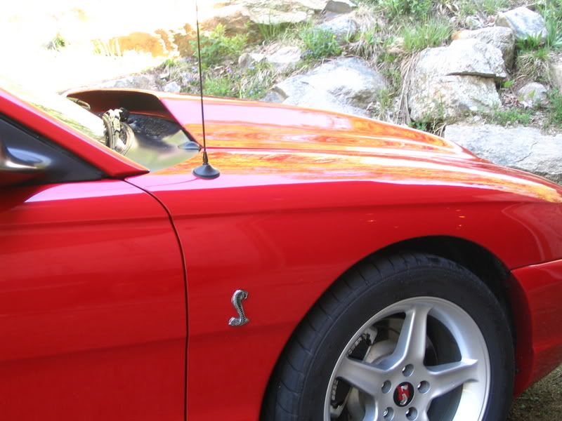 cowl hood pics thread!! SN95Forums The Only SN95 19942004 Dedicated